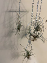 Load and play video in Gallery viewer, Airplants on wire
