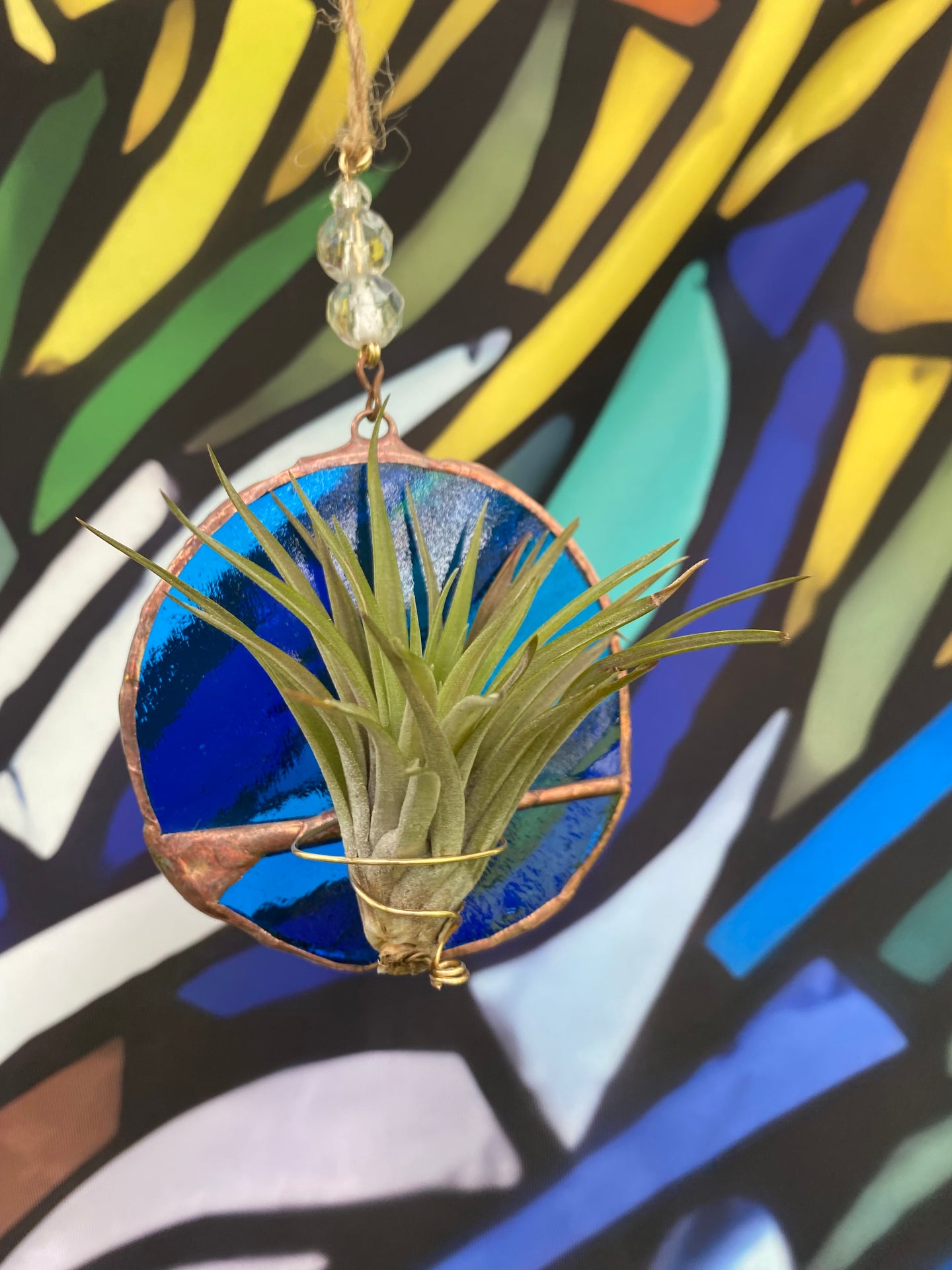 Hanging air plant blue