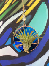 Load image into Gallery viewer, Hanging air plant blue
