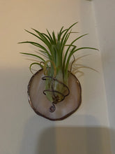 Load image into Gallery viewer, Cream round air plant hanger
