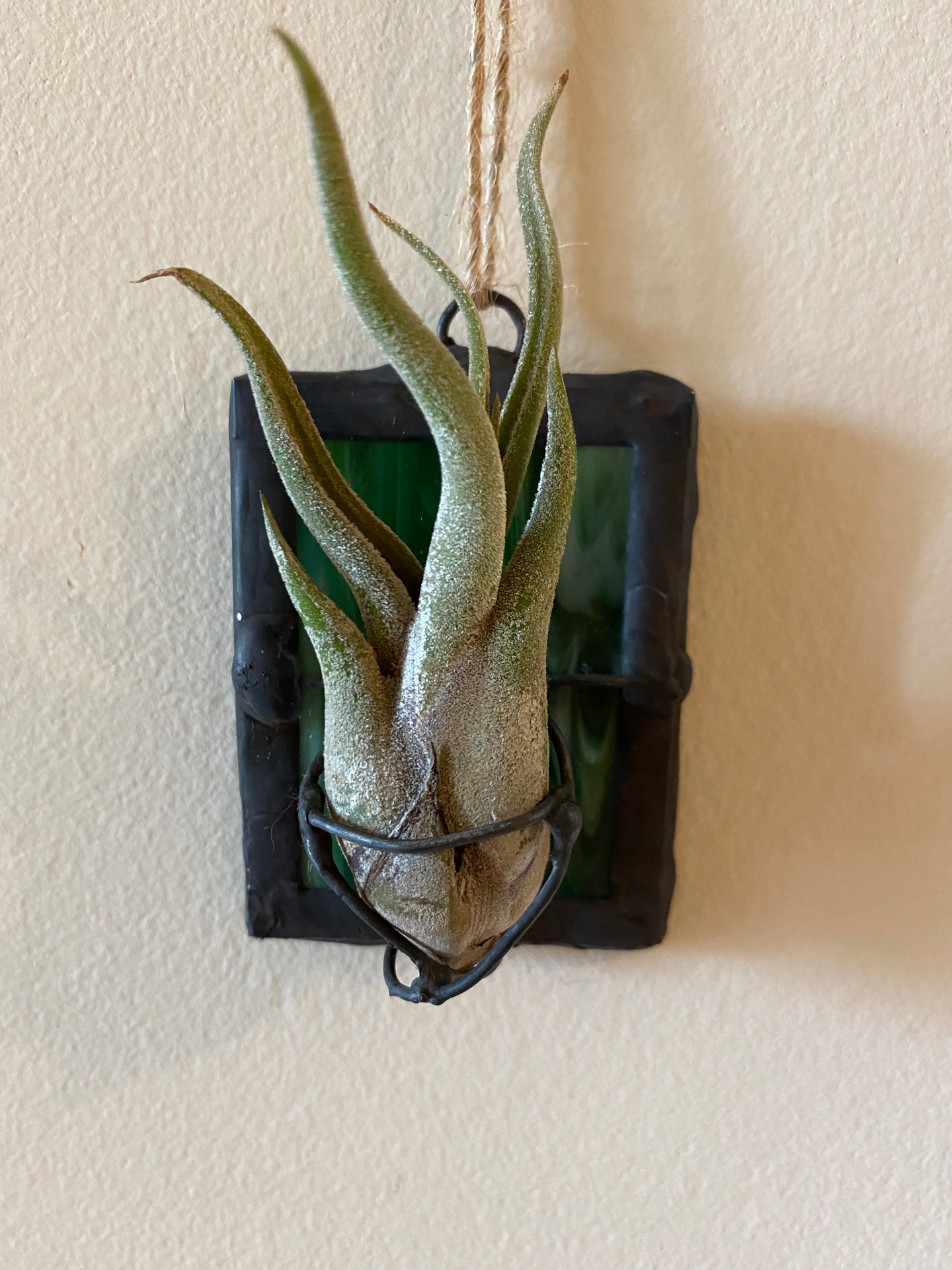 Green square air plant hanger