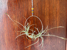 Load image into Gallery viewer, Airplants on wire
