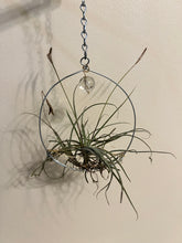 Load image into Gallery viewer, Airplants on wire
