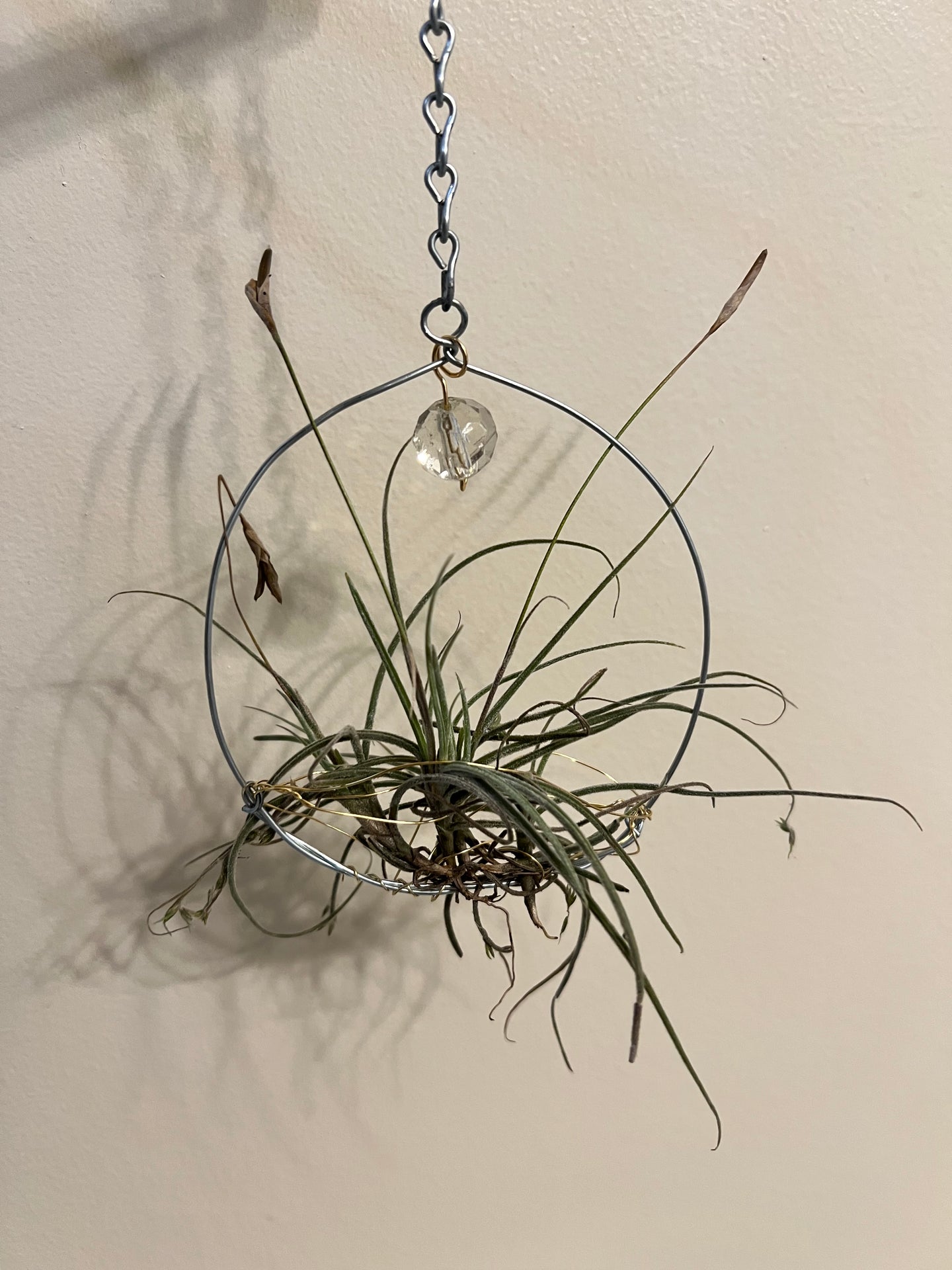 Airplants on wire